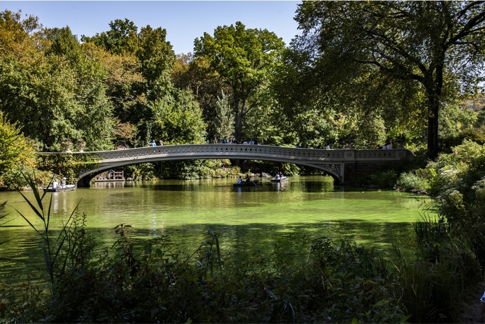 Image of a park bridge over water