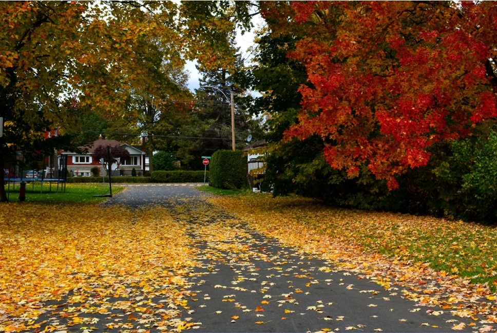 Image of tree lined street