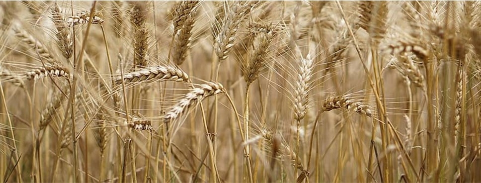 Image of wheat